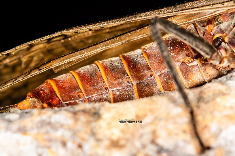 Female Pteronarcys californica (Giant Salmonfly) Stonefly Adult from the Gallatin River in Montana