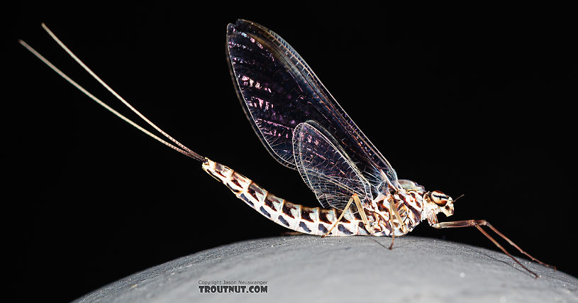 Female Siphlonurus alternatus (Gray Drake) Mayfly Spinner from the Gallatin River in Montana