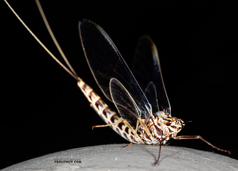 Female Siphlonurus alternatus (Gray Drake) Mayfly Spinner from the Gallatin River in Montana