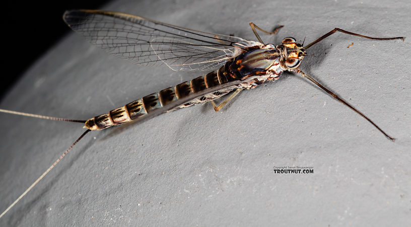 Female Siphlonurus alternatus (Gray Drake) Mayfly Spinner from the Gallatin River in Montana