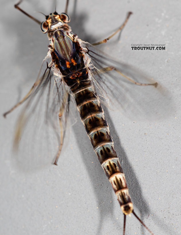 Female Siphlonurus alternatus (Gray Drake) Mayfly Spinner from the Gallatin River in Montana