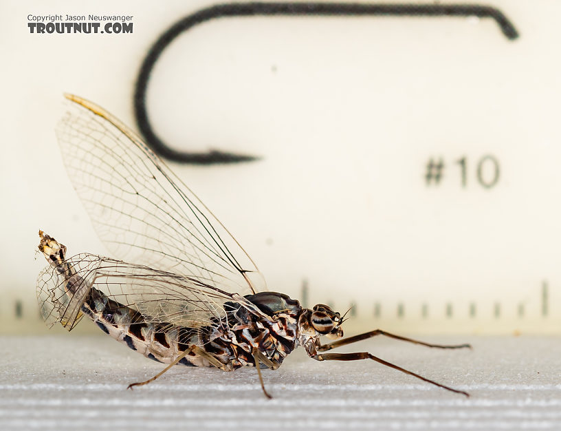 The last abdominal segments of this one were damaged.  Female Siphlonurus alternatus (Gray Drake) Mayfly Spinner from the Gallatin River in Montana