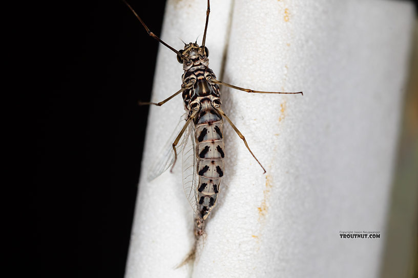 The last abdominal segments of this one were damaged.  Female Siphlonurus alternatus (Gray Drake) Mayfly Spinner from the Gallatin River in Montana