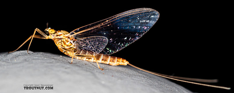 Female Rhithrogena Mayfly Spinner from the Gallatin River in Montana