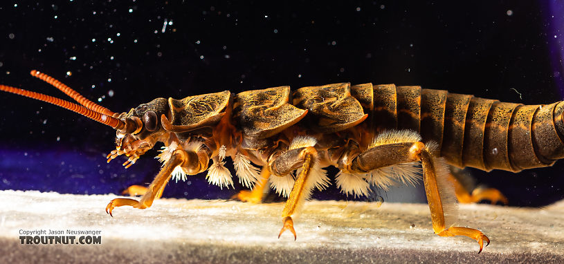 Pteronarcys californica (Giant Salmonfly) Stonefly Nymph from the Gallatin River in Montana