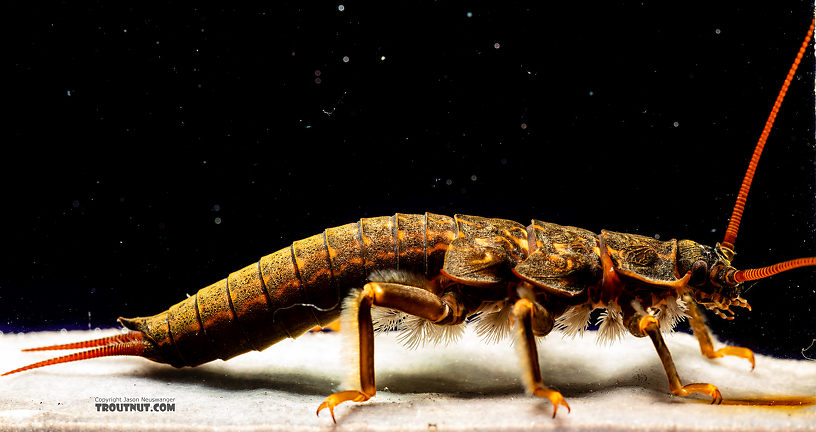 Pteronarcys californica (Giant Salmonfly) Stonefly Nymph from the Gallatin River in Montana