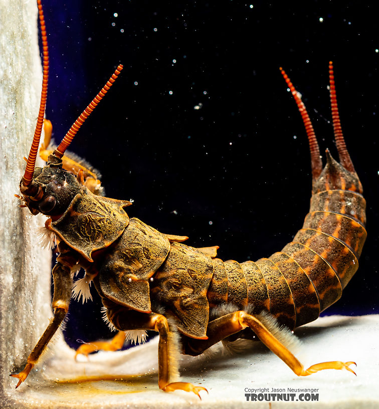 Pteronarcys californica (Giant Salmonfly) Stonefly Nymph from the Gallatin River in Montana