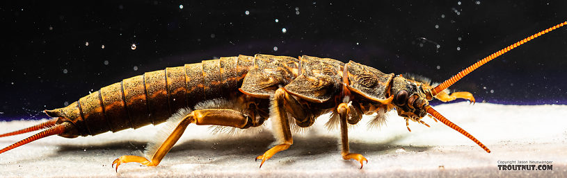 Pteronarcys californica (Giant Salmonfly) Stonefly Nymph from the Gallatin River in Montana