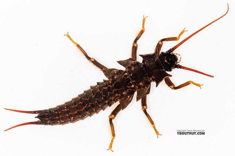 Pteronarcys californica (Giant Salmonfly) Stonefly Nymph from the Gallatin River in Montana