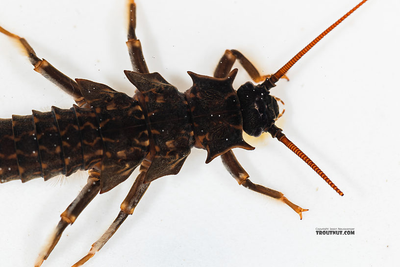 Pteronarcys californica (Giant Salmonfly) Stonefly Nymph from the Gallatin River in Montana