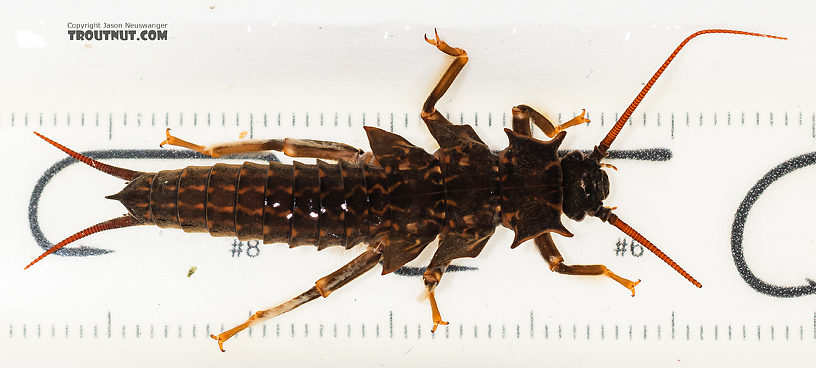 Pteronarcys californica (Giant Salmonfly) Stonefly Nymph from the Gallatin River in Montana