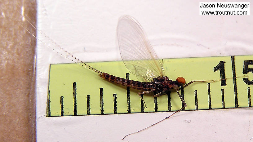 Male Ephemerella invaria (Sulphur Dun) Mayfly Spinner from unknown in Wisconsin