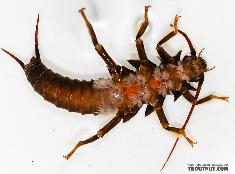 Pteronarcys californica (Giant Salmonfly) Stonefly Nymph from the Gallatin River in Montana