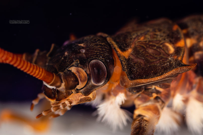 Pteronarcys californica (Giant Salmonfly) Stonefly Nymph from the Gallatin River in Montana