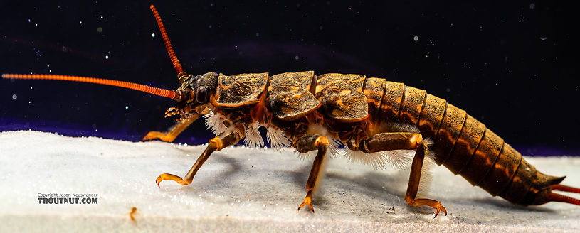 Pteronarcys californica (Giant Salmonfly) Stonefly Nymph from the Gallatin River in Montana