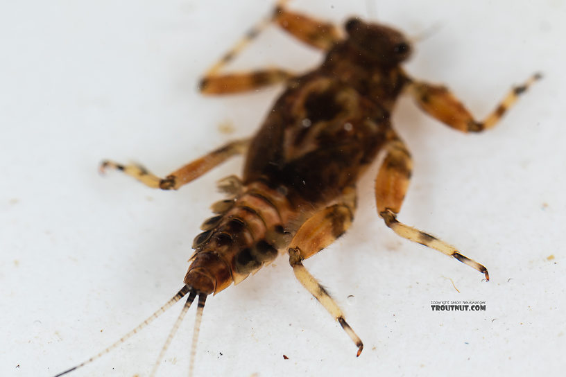 Drunella flavilinea (Flav) Mayfly Nymph from the Gallatin River in Montana