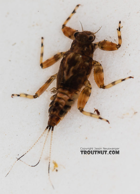 Drunella flavilinea (Flav) Mayfly Nymph from the Gallatin River in Montana