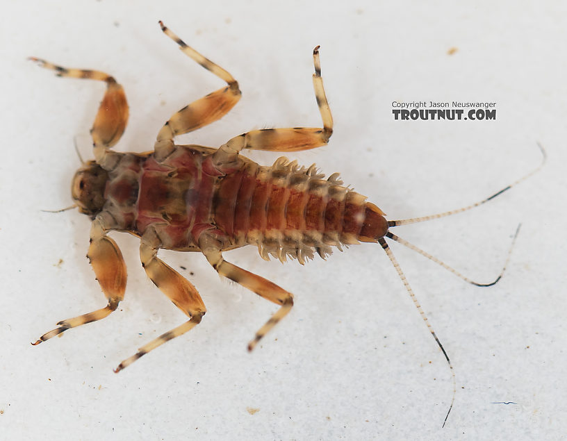 Drunella flavilinea (Flav) Mayfly Nymph from the Gallatin River in Montana