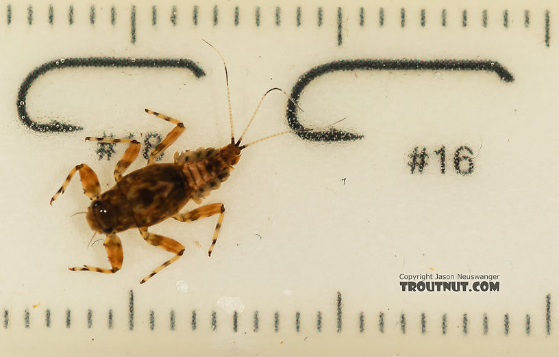 Drunella flavilinea (Flav) Mayfly Nymph from the Gallatin River in Montana