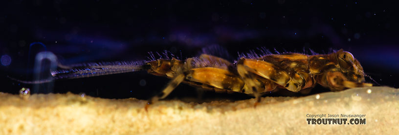 Drunella flavilinea (Flav) Mayfly Nymph from the Gallatin River in Montana