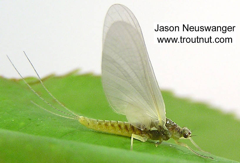 Female Ephemerella invaria (Sulphur Dun) Mayfly Dun from unknown in Wisconsin