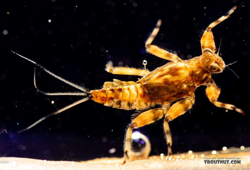 Drunella flavilinea (Flav) Mayfly Nymph from the Gallatin River in Montana