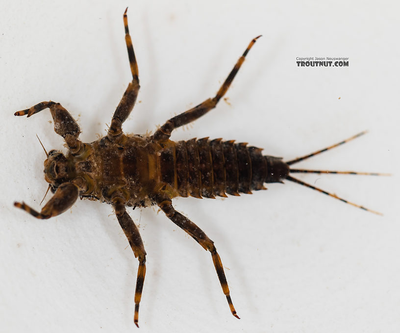 Drunella grandis (Western Green Drake) Mayfly Nymph from the Gallatin River in Montana