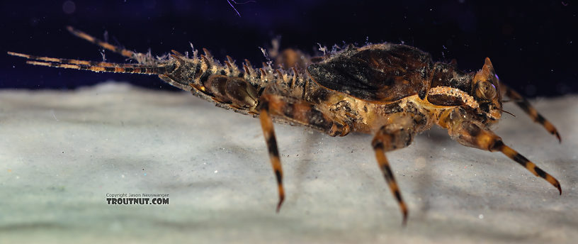 Drunella grandis (Western Green Drake) Mayfly Nymph from the Gallatin River in Montana