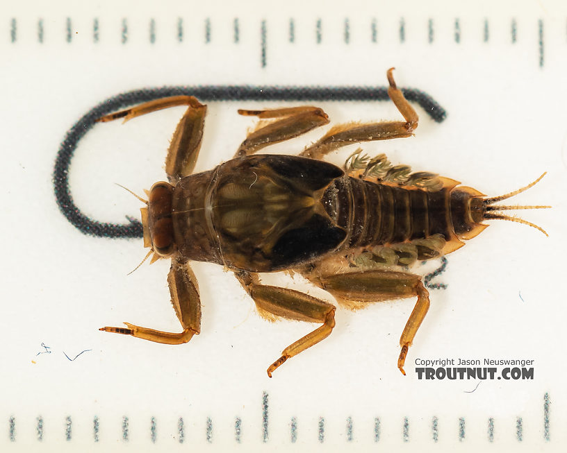 Drunella doddsii (Western Green Drake) Mayfly Nymph from the Gallatin River in Montana