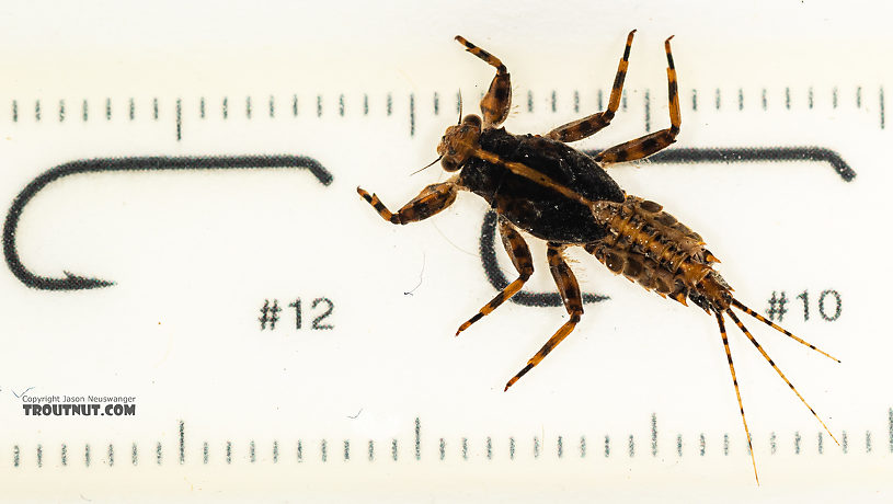 Drunella grandis (Western Green Drake) Mayfly Nymph from the Gallatin River in Montana