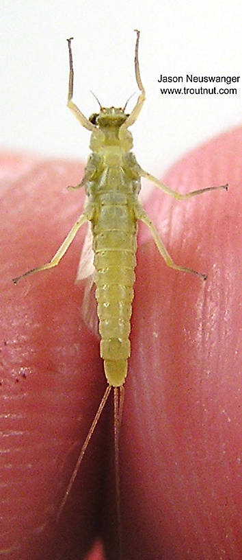 Female Ephemerella invaria (Sulphur Dun) Mayfly Dun from unknown in Wisconsin