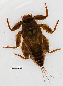 Drunella doddsii (Western Green Drake) Mayfly Nymph