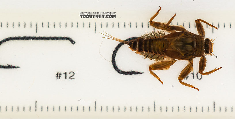 Drunella doddsii (Western Green Drake) Mayfly Nymph from the Gallatin River in Montana