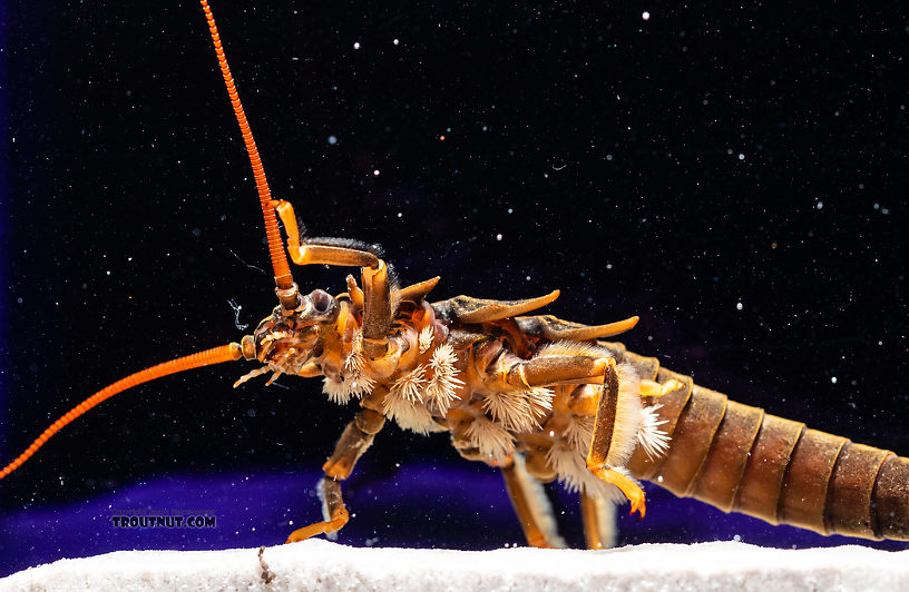 Pteronarcys californica (Giant Salmonfly) Stonefly Nymph from the Gallatin River in Montana