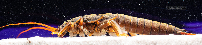 Pteronarcys californica (Giant Salmonfly) Stonefly Nymph from the Gallatin River in Montana