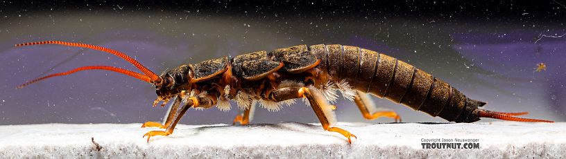 Pteronarcys californica (Giant Salmonfly) Stonefly Nymph from the Gallatin River in Montana