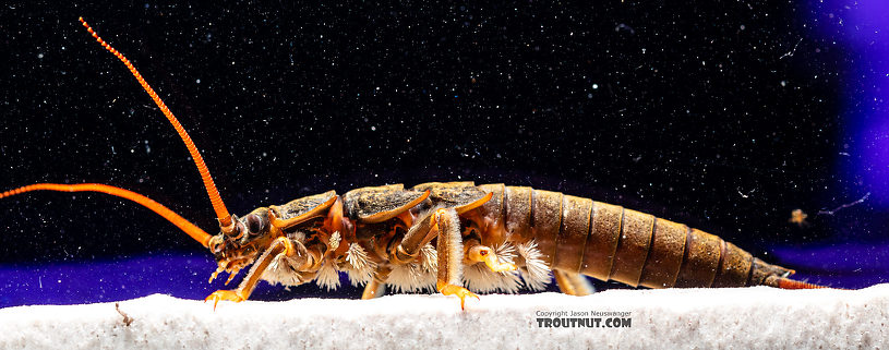 Pteronarcys californica (Giant Salmonfly) Stonefly Nymph from the Gallatin River in Montana