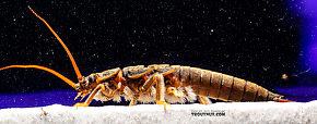 Pteronarcys californica (Giant Salmonfly) Stonefly Nymph