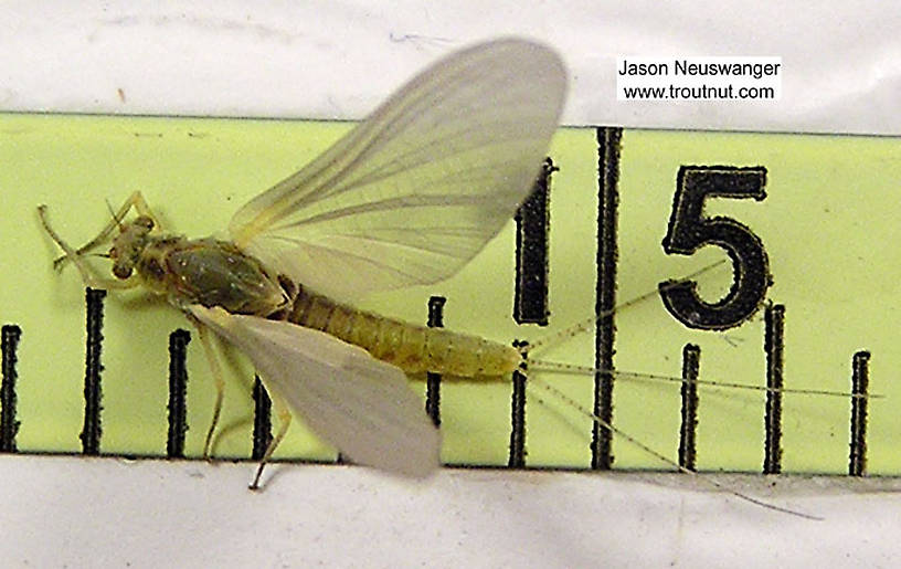 Female Ephemerella invaria (Sulphur Dun) Mayfly Dun from unknown in Wisconsin