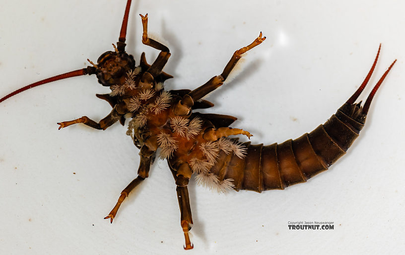 Pteronarcys californica (Giant Salmonfly) Stonefly Nymph from the Gallatin River in Montana