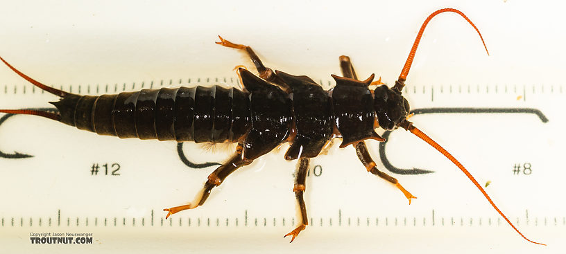 Pteronarcys californica (Giant Salmonfly) Stonefly Nymph from the Gallatin River in Montana