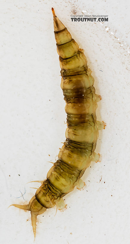 Atherix (Watersnipe Flies) True Fly Larva from the Gallatin River in Montana