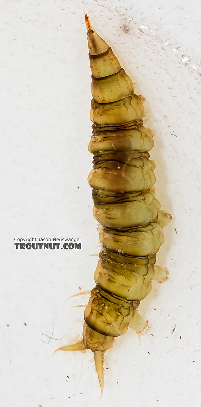 Atherix (Watersnipe Flies) True Fly Larva from the Gallatin River in Montana