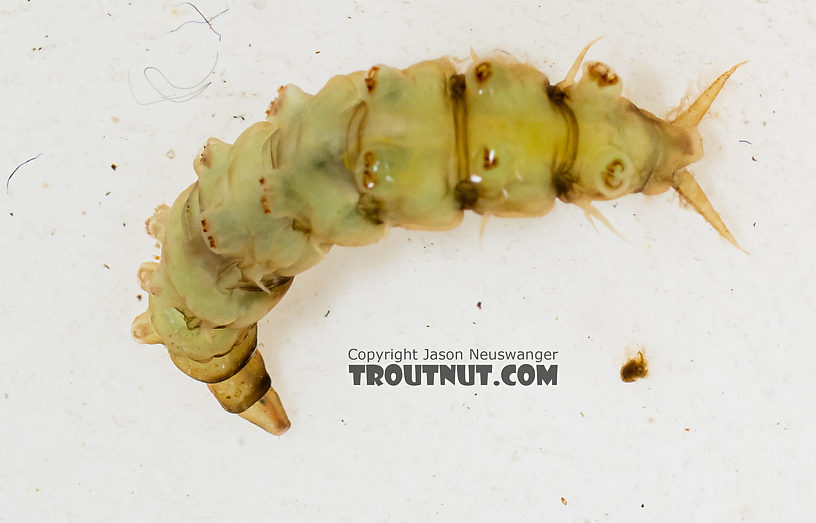 Atherix (Watersnipe Flies) True Fly Larva from the Gallatin River in Montana