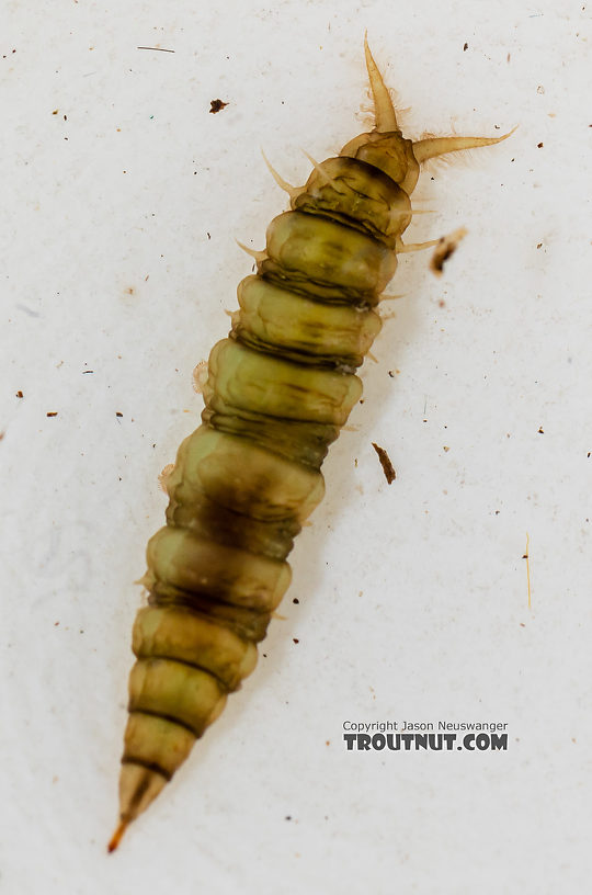 Atherix (Watersnipe Flies) True Fly Larva from the Gallatin River in Montana