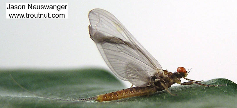 Male Ephemerella invaria (Sulphur Dun) Mayfly Dun from unknown in Wisconsin