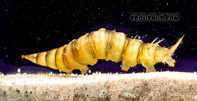 Atherix (Watersnipe Flies) True Fly Larva from the Gallatin River in Montana