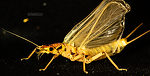 Hesperoperla pacifica (Golden Stone) Stonefly Adult