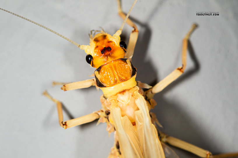 Hesperoperla pacifica (Golden Stone) Stonefly Adult from the Gallatin River in Montana