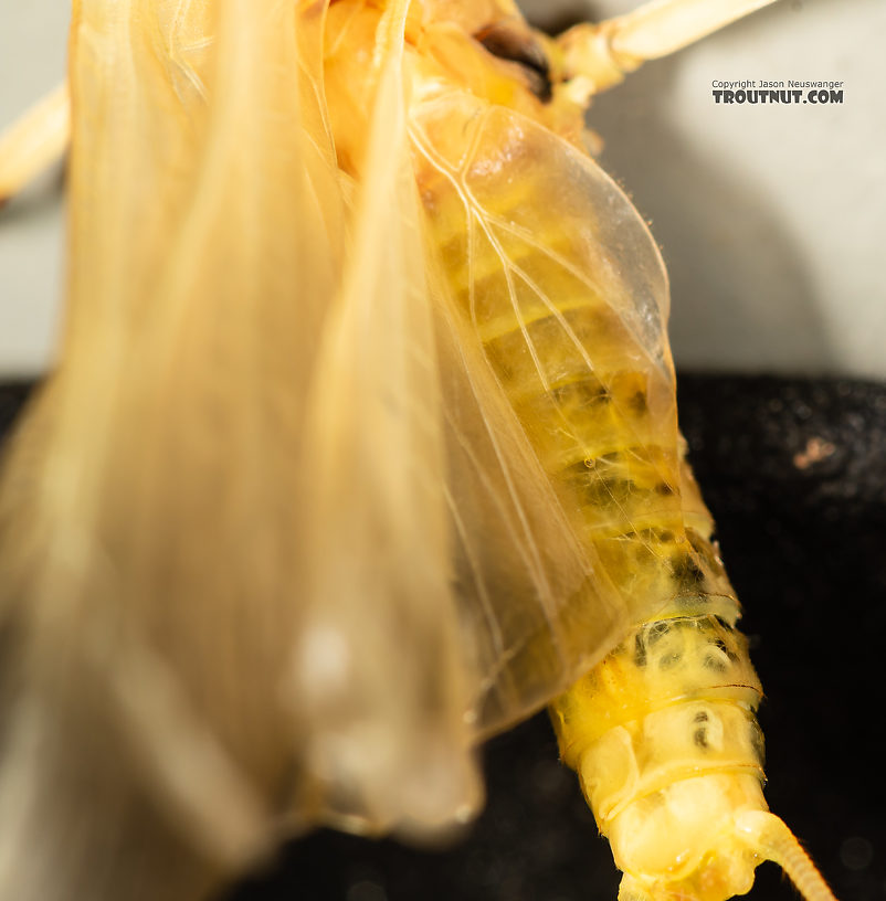 Hesperoperla pacifica (Golden Stone) Stonefly Adult from the Gallatin River in Montana